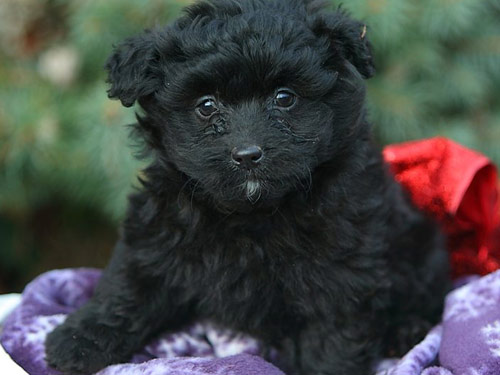 Poma-Poo - Pomapoo dog