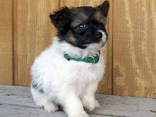 Poma-Poo - Pomapoo dog