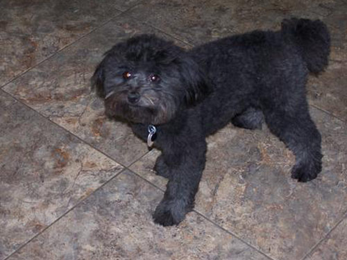 Poma-Poo - Pomapoo dog