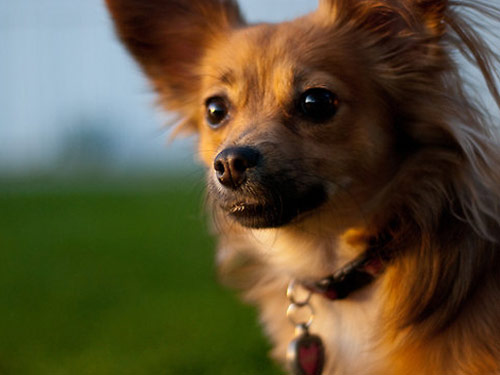 Pomchi dog pictures