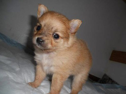 Pomchi dog pictures
