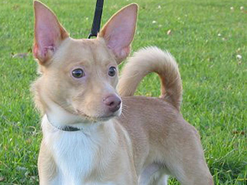 Pomchi dog pictures