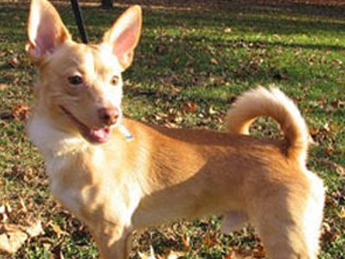 Pomchi dog pictures