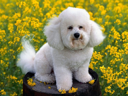 Poodle  Toy dog