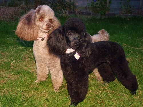 Poodle  Toy dog pictures