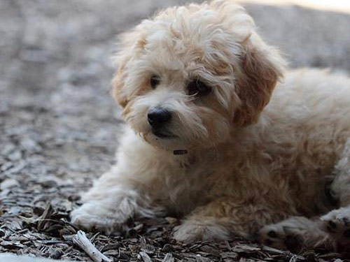 Poodle  Toy dog