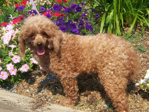 Poodle, Miniature dog