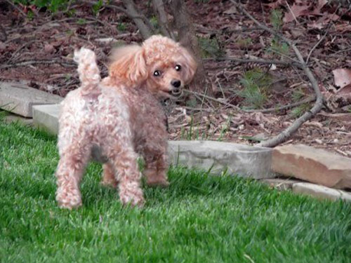 Poodle, Miniature dog pictures