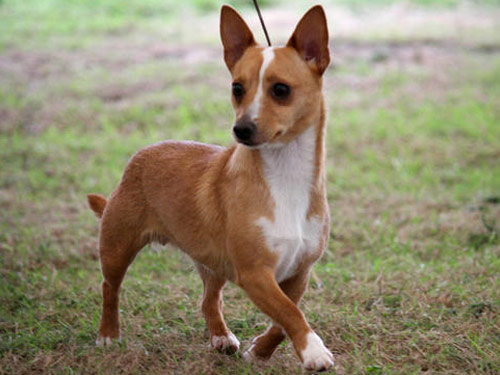 Portuguese Podengo dog pictures