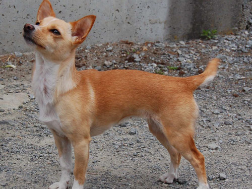 Portuguese Podengo dog pictures