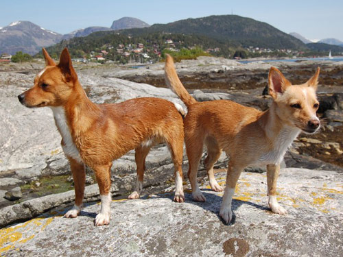 Portuguese Podengo dog pictures