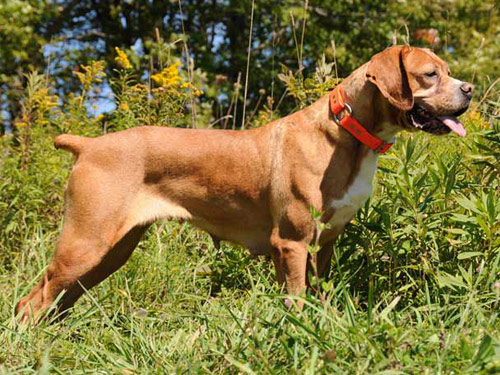 Portuguese Pointer dog
