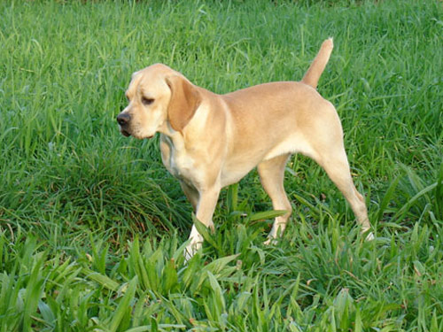 Portuguese Pointer dog