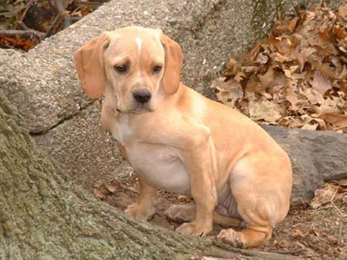 Portuguese Pointer dog