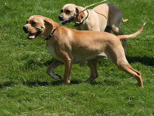 Portuguese Pointer dog
