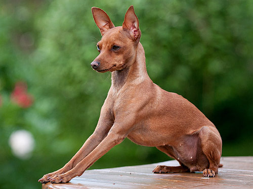 Prague Ratters ( Prazsky Krysarik ) dog