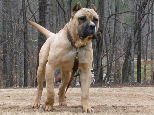 Presa Canario dog