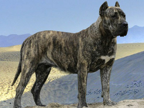 Presa Canario dog