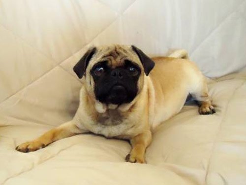 Pugapoo dog