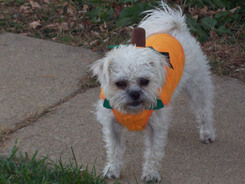 Pugapoo dog pictures
