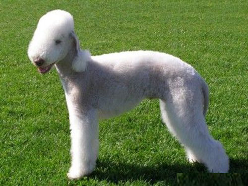Bedlington Terrier dog pictures