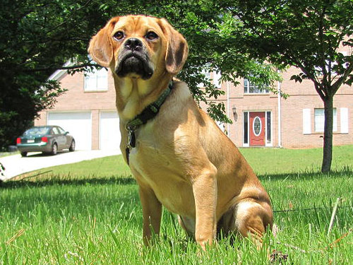 Puggle dog