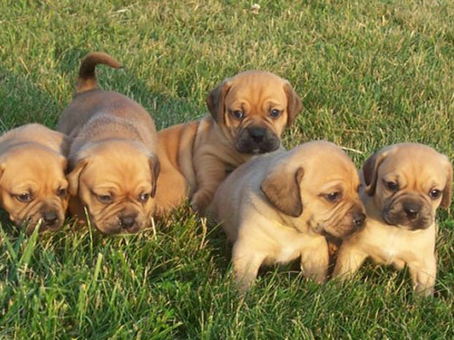 Puggle dog pictures