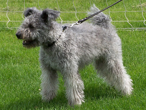 Pumi dog pictures