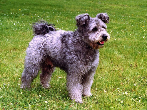 Pumi dog pictures