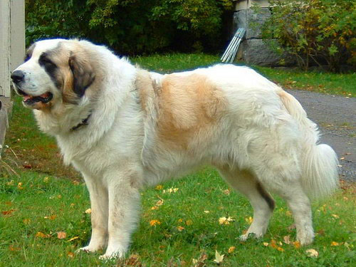 Pyrenean Mastiff dog