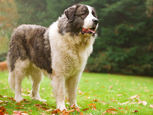 Pyrenean Mastiff dog