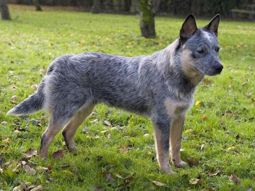 Queensland Heeler dog