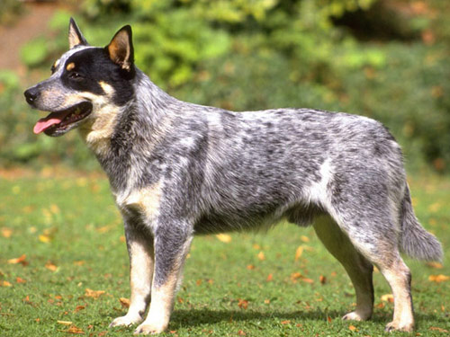 Queensland Heeler dog pictures