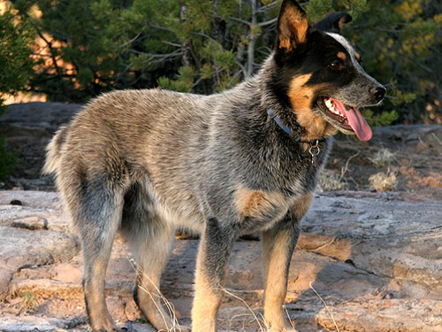 Queensland Heeler dog pictures