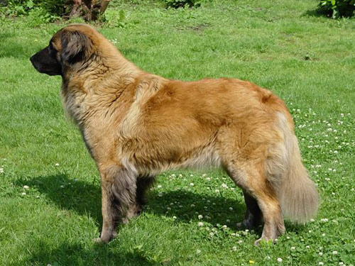 Rafeiro do Alentejo dog