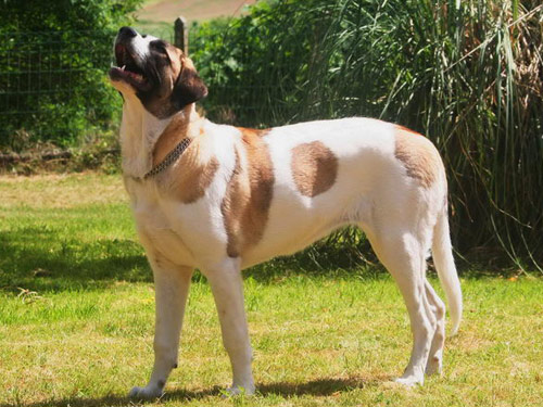 Rafeiro do Alentejo dog