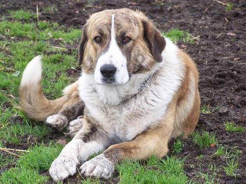 Rafeiro do Alentejo dog