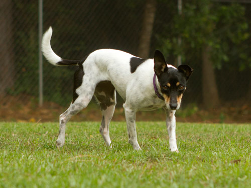 Rat Terrier dog pictures