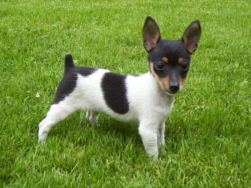 Rat Terrier dog pictures