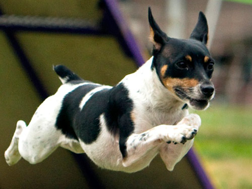 Rat Terrier dog pictures