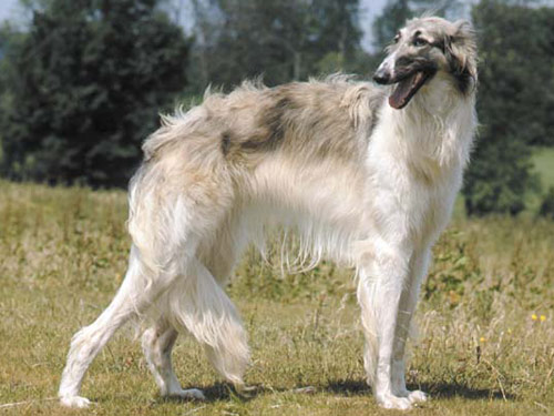 Russian Wolfhound dog pictures
