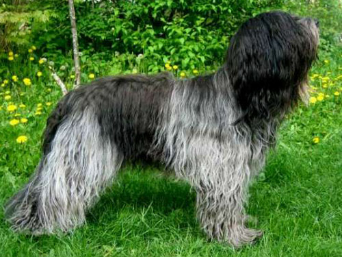 Schapendoes dog pictures