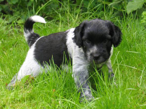 Schapendoes dog pictures