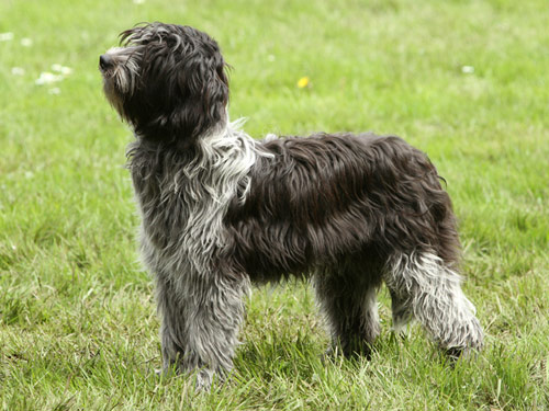 Schapendoes dog pictures