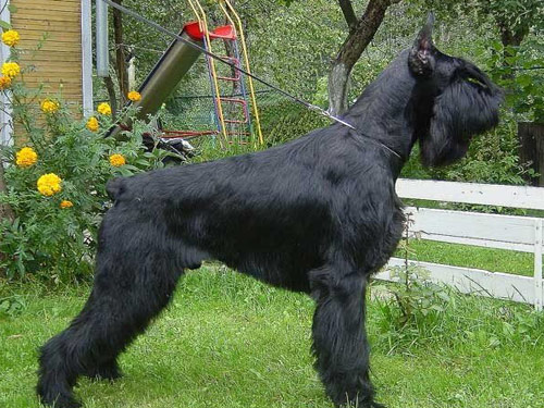 Schnauzer - Giant dog