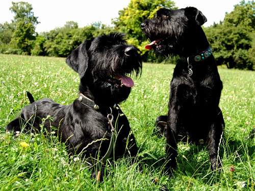 Schnauzer - Giant dog