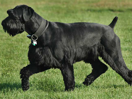 Schnauzer - Giant dog pictures