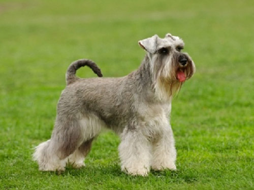 Schnauzer - Miniature dog pictures