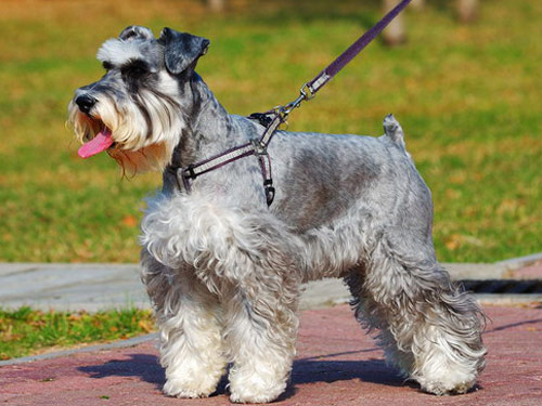 Schnauzer - Miniature dog pictures