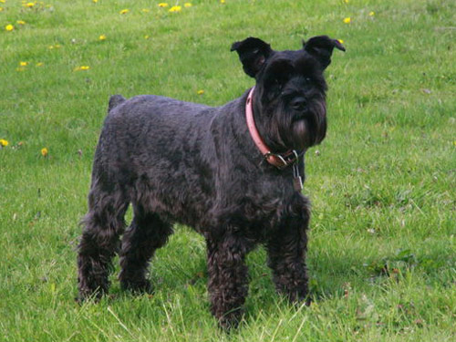 Schnauzer - Miniature dog pictures